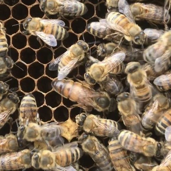 beardedbee